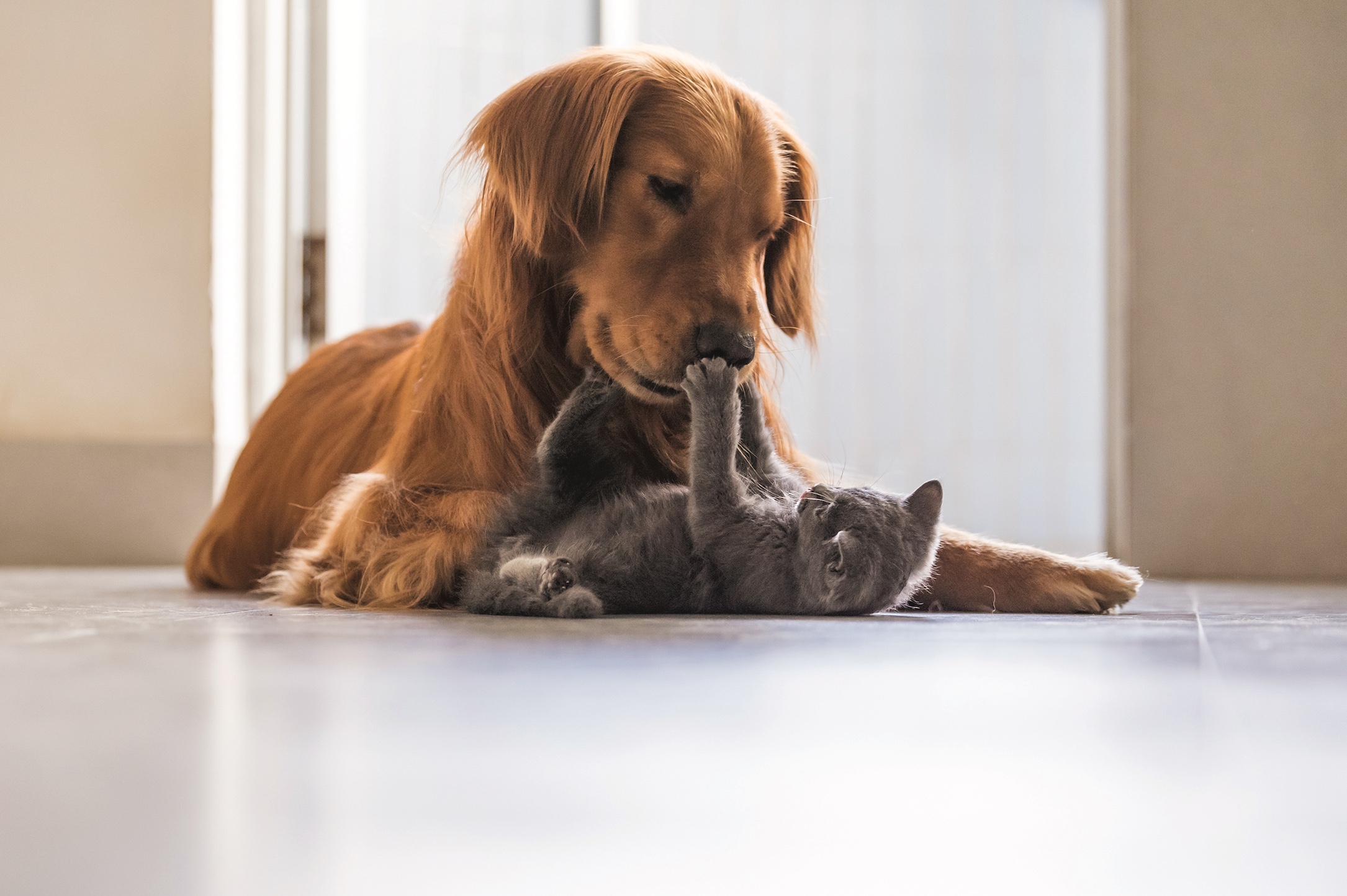 At-Home Pet Enrichment Ideas for Dogs & Cats
